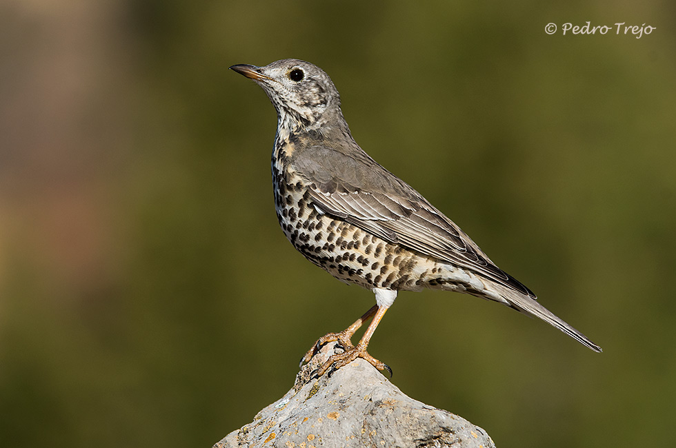 Zorzal charlo (Turdus viscivorus)